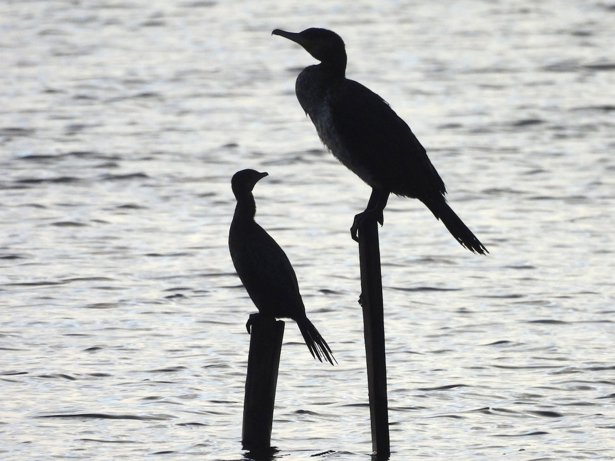 Pygmy Cormorant - ML645035273