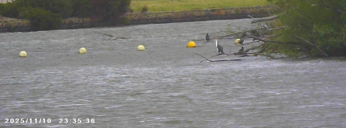 Pied Cormorant - ML645035306