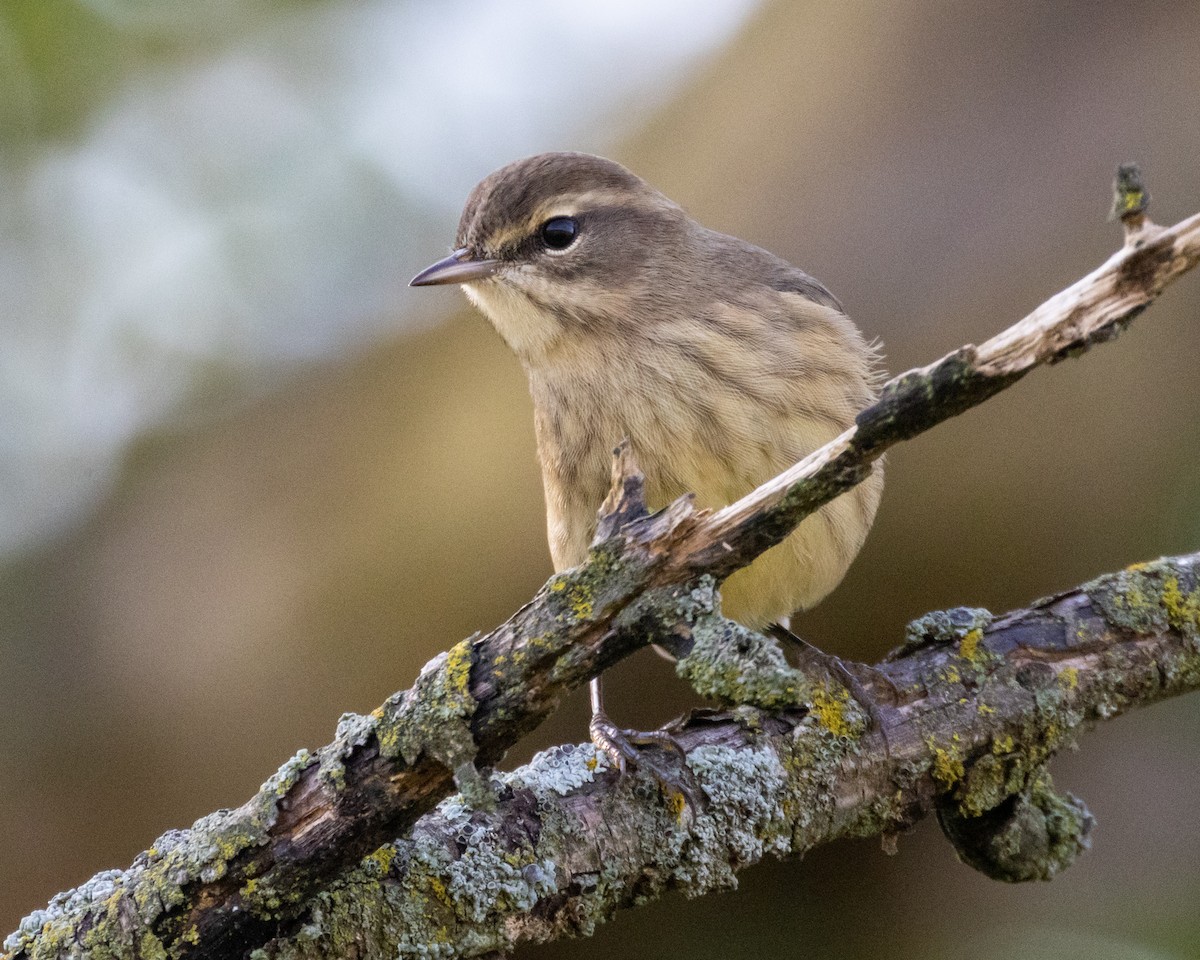 Palm Warbler - ML645035309