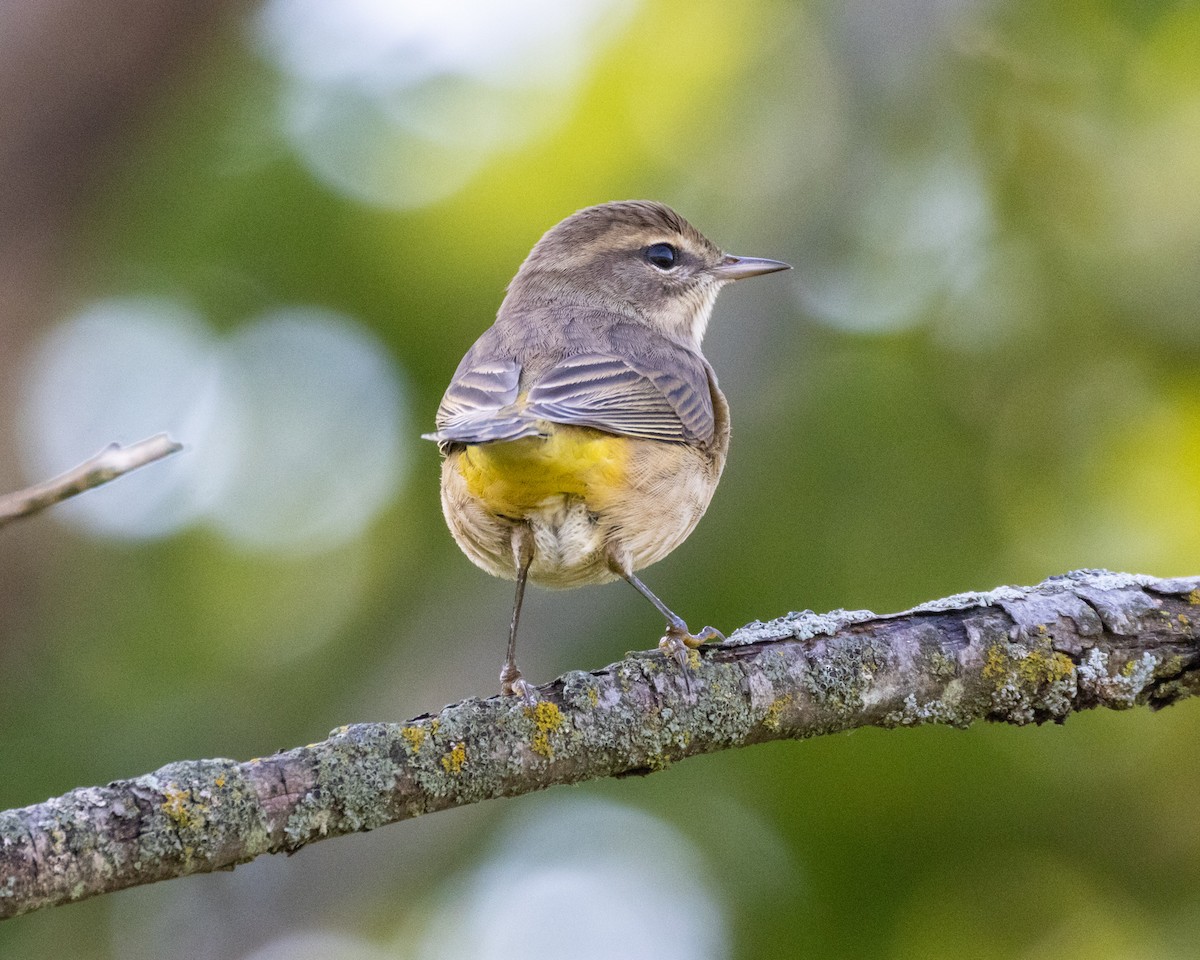 Palm Warbler - ML645035310