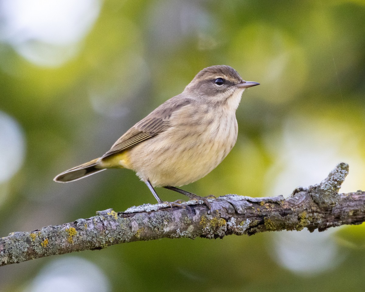 Palm Warbler - ML645035311