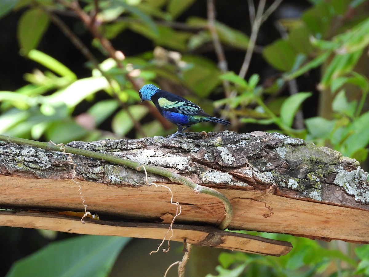 Blue-necked Tanager - ML645035322