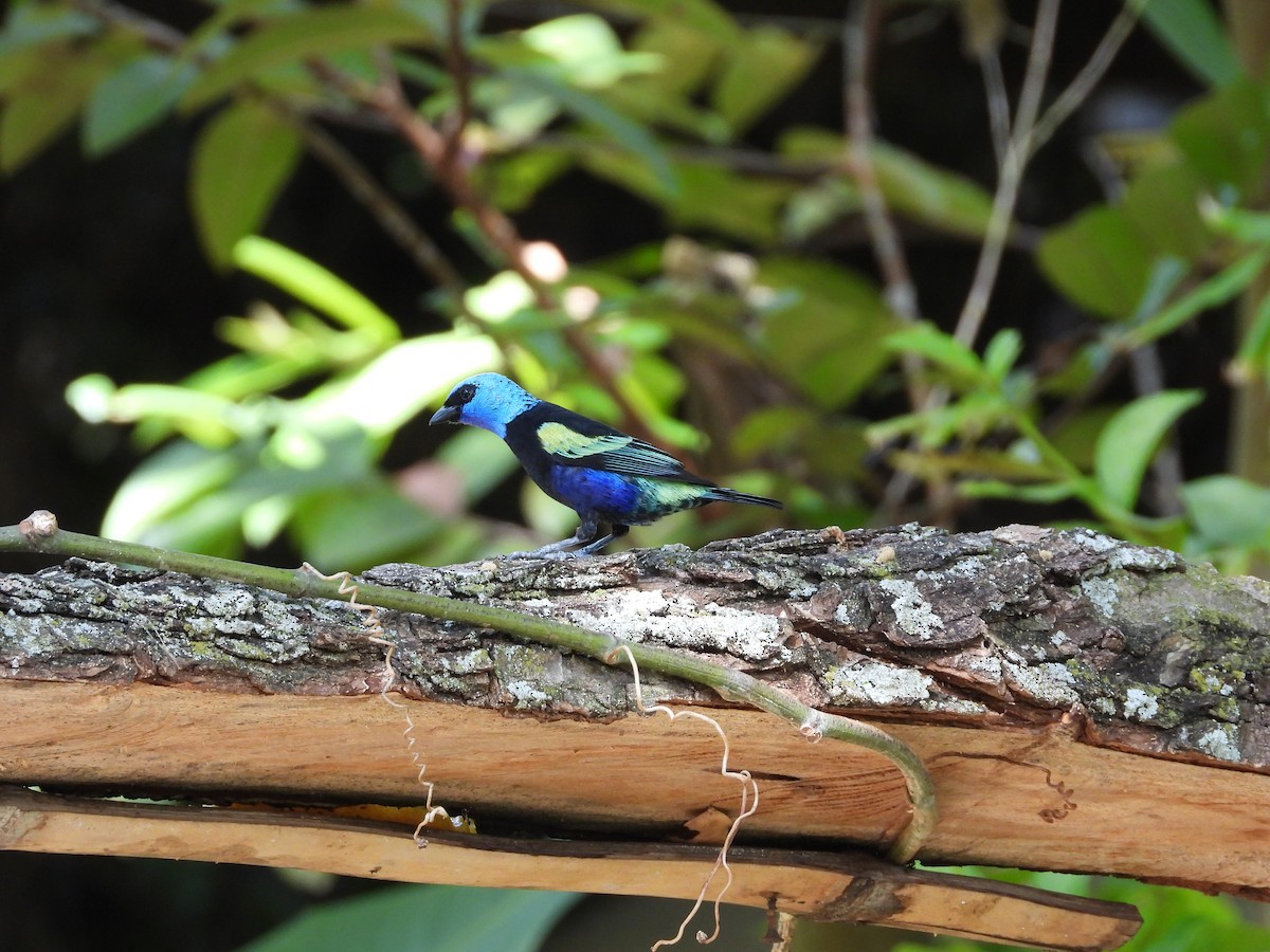 Blue-necked Tanager - ML645035323