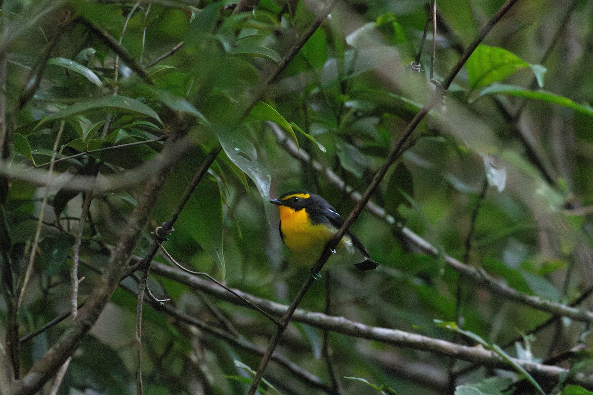 Narcissus Flycatcher - ML645035324