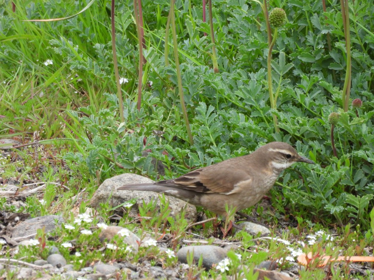 Buff-winged Cinclodes - ML645035325