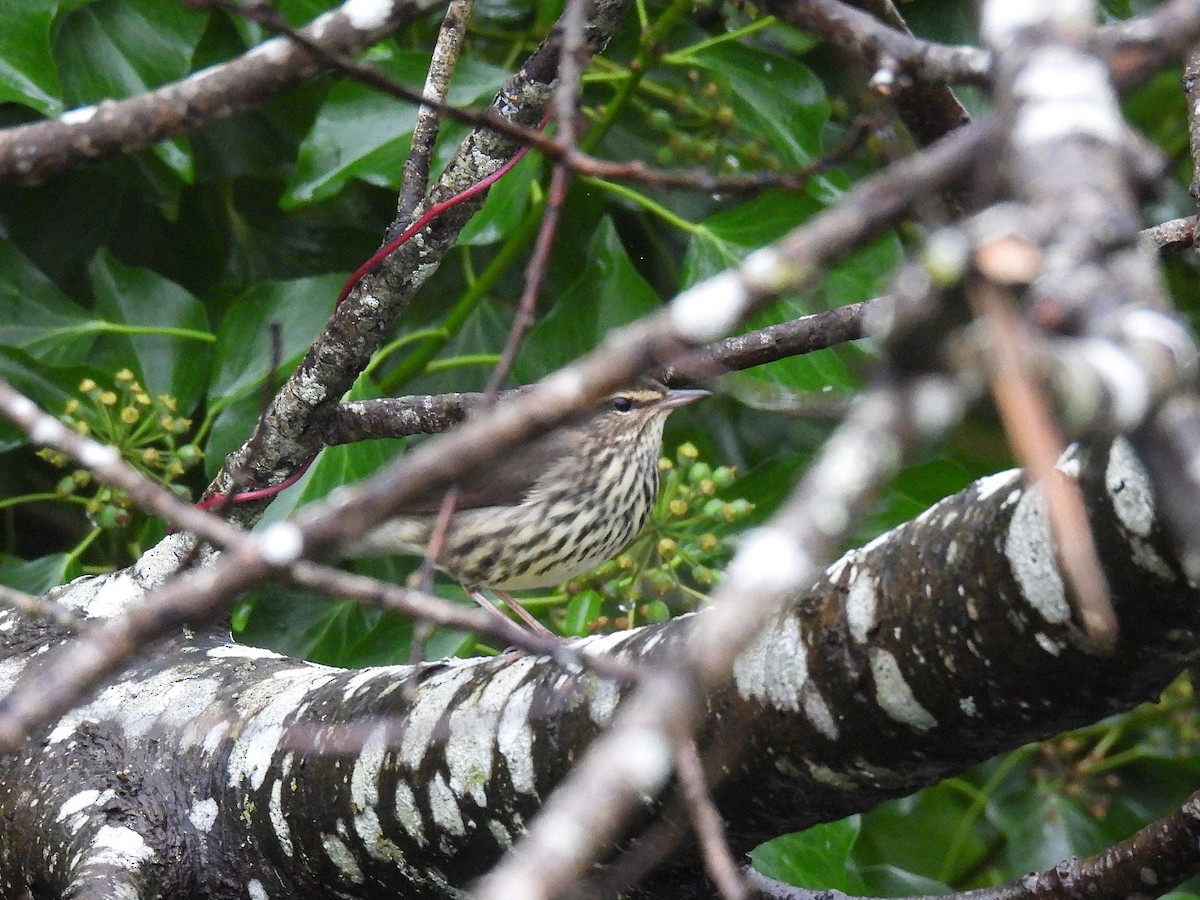 Northern Waterthrush - ML645035331