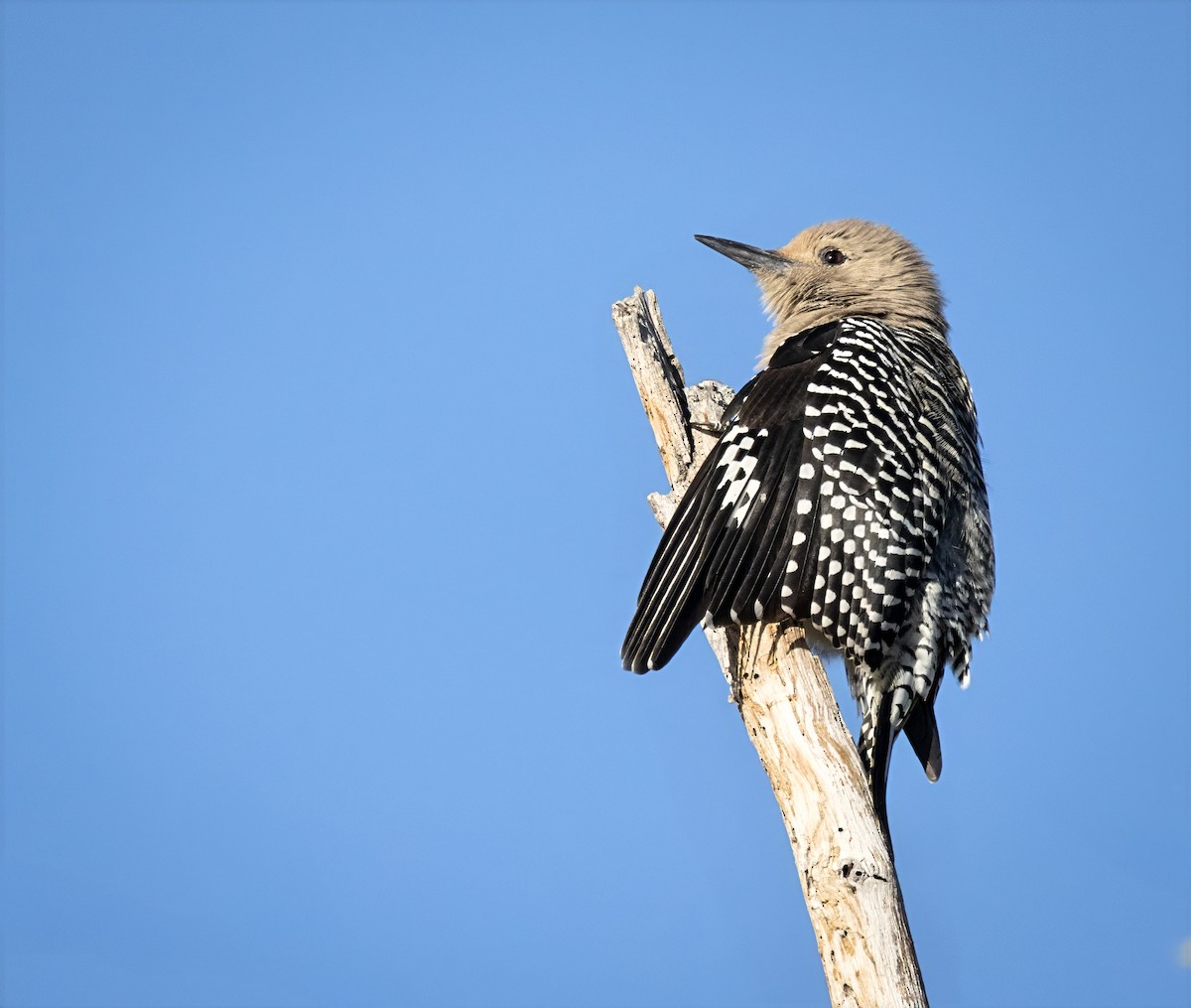 Gila Woodpecker - ML645035333