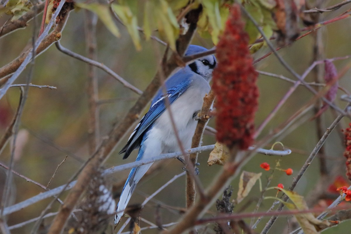 Geai bleu - ML645035348