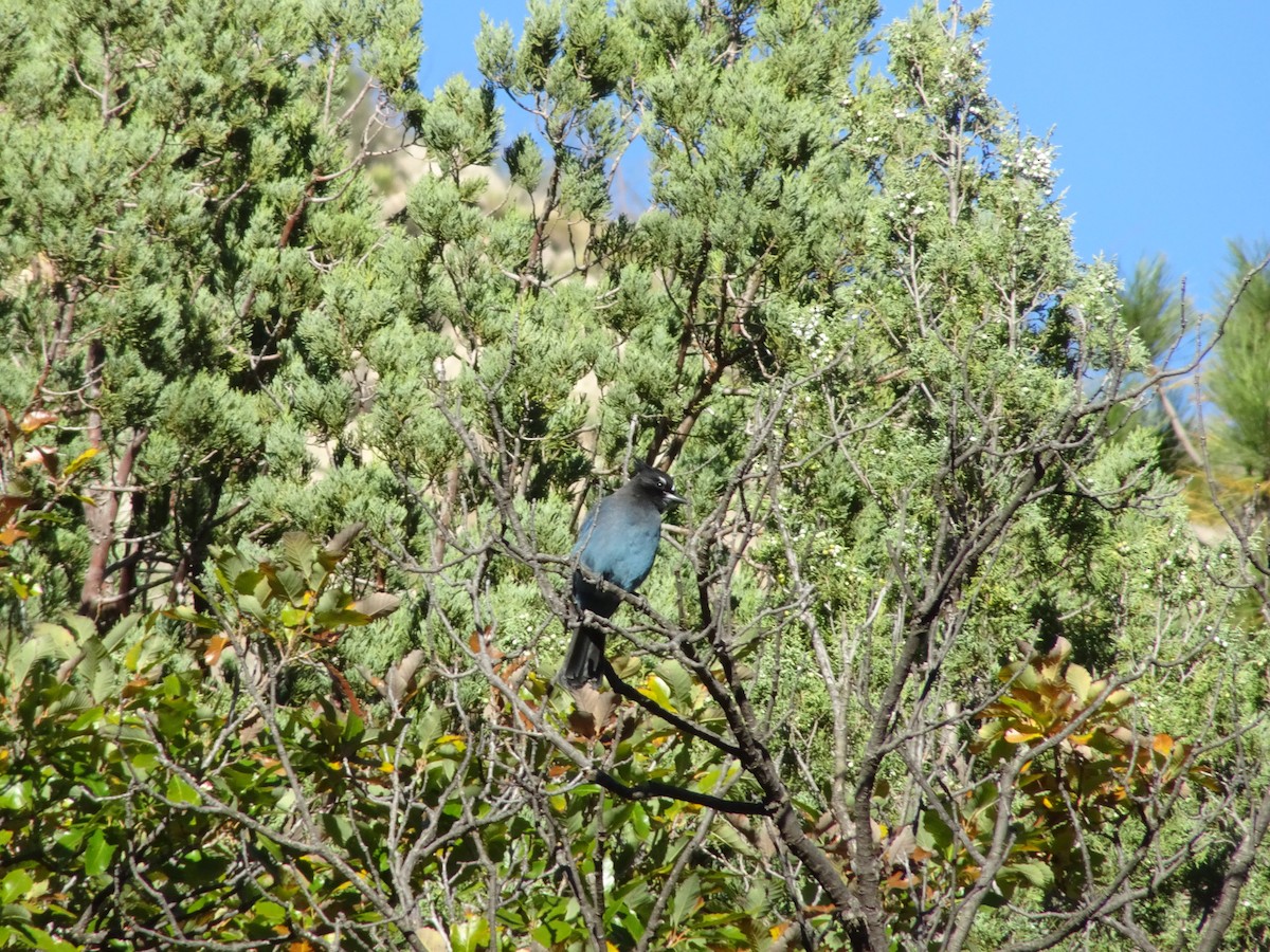 Steller Kargası - ML645035354