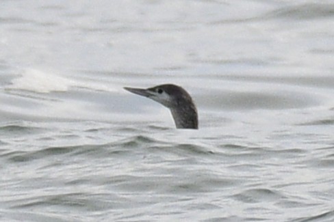 紅喉潛鳥 - ML645035355