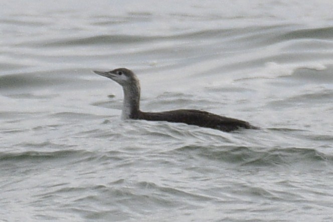 紅喉潛鳥 - ML645035356