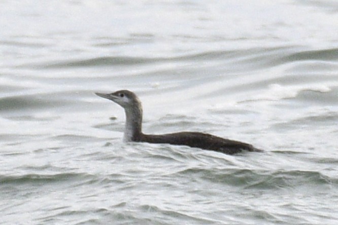 紅喉潛鳥 - ML645035357