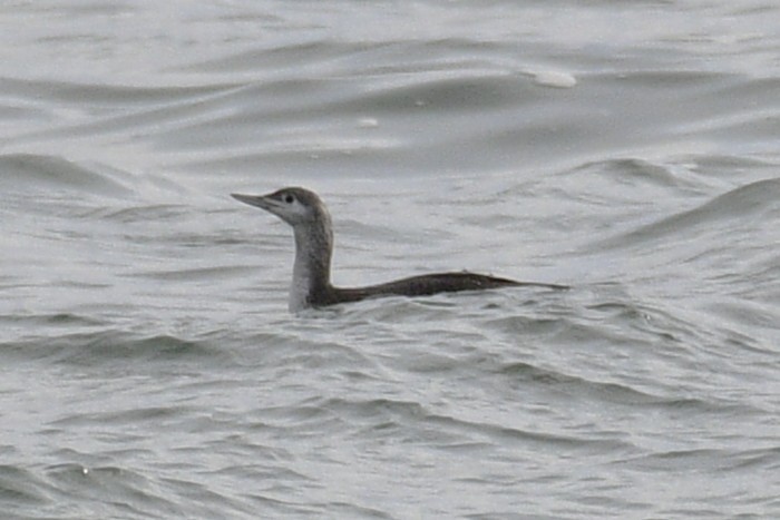 紅喉潛鳥 - ML645035358