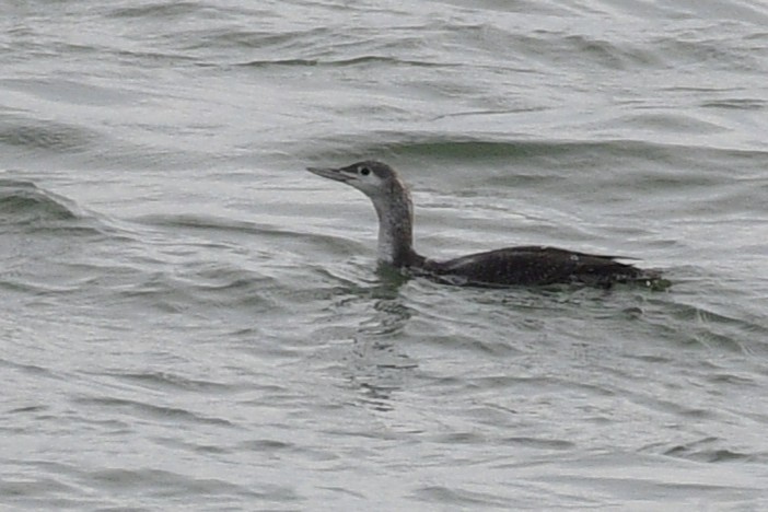 紅喉潛鳥 - ML645035359