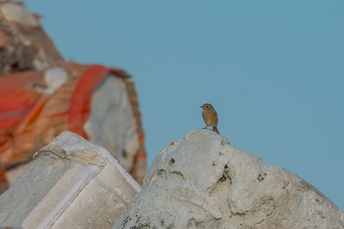 חכלילית סיבירית - ML645035360