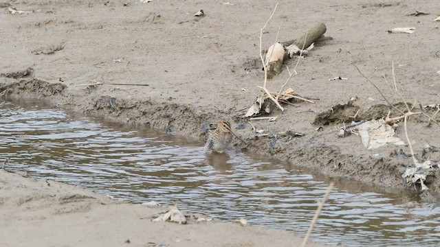 Agachadiza de Wilson - ML645035364