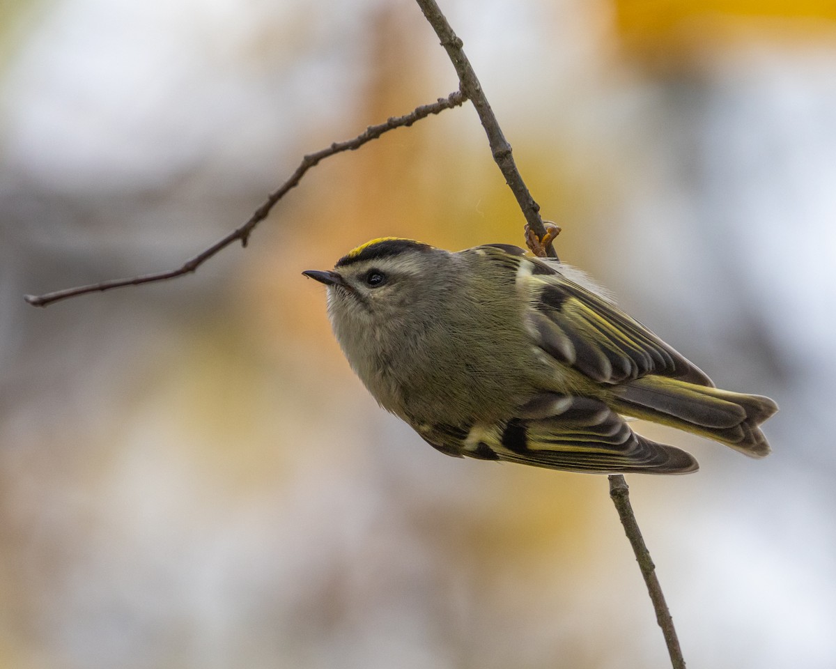 Golden-crowned Kinglet - ML645035370