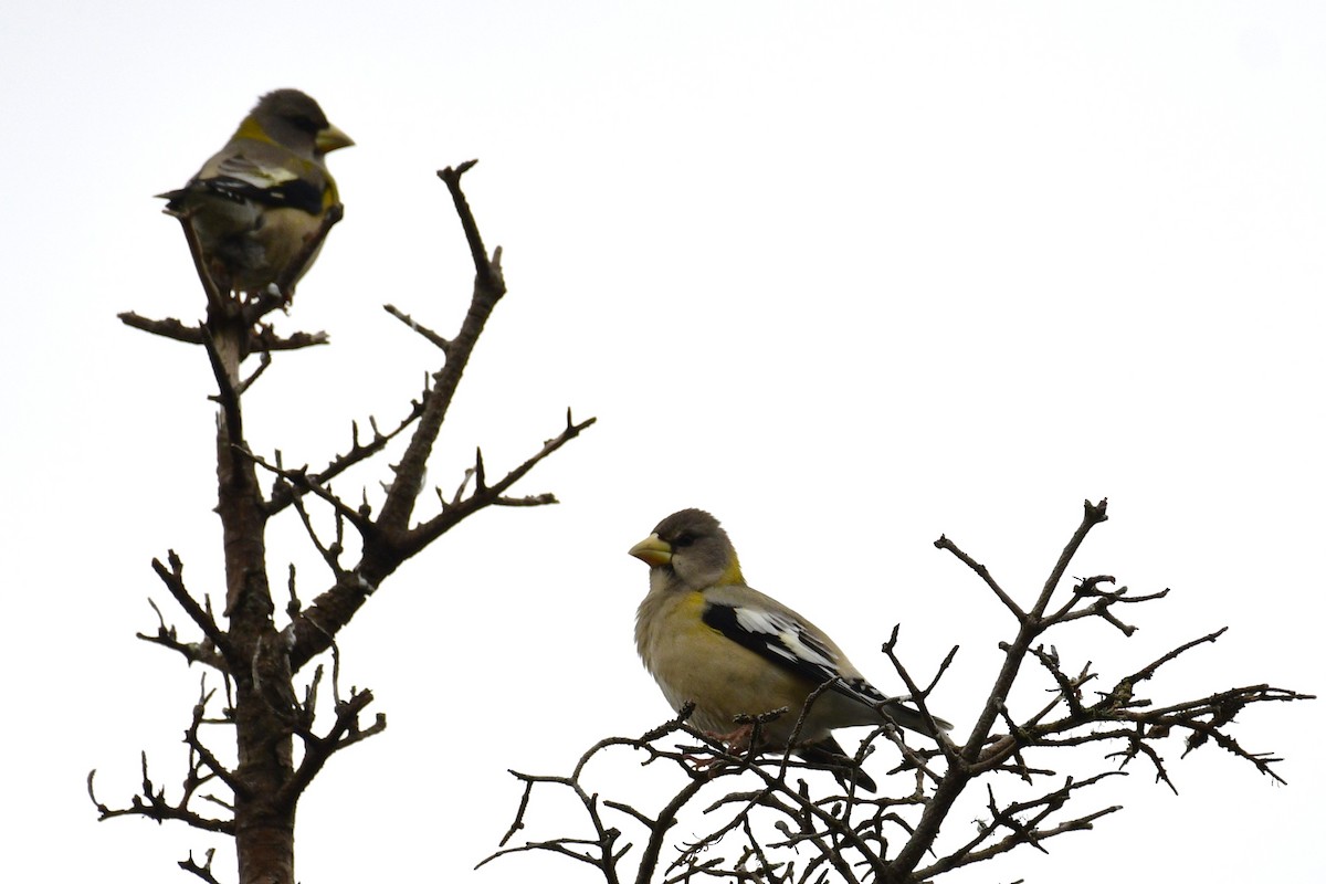 Evening Grosbeak - ML645035401