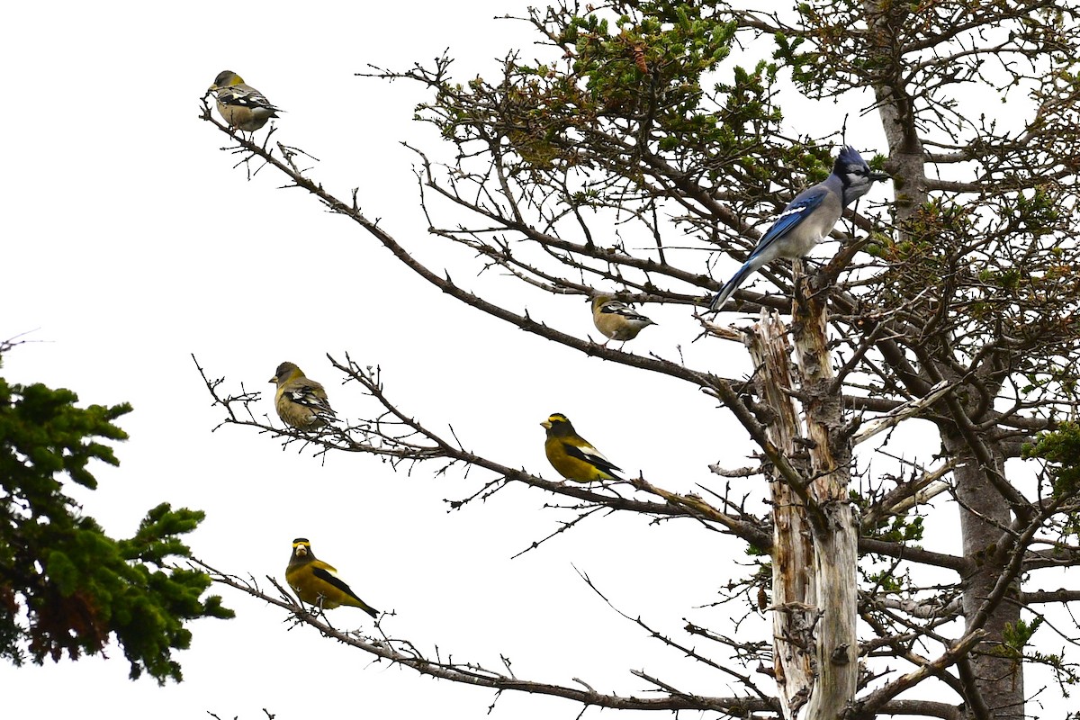 Evening Grosbeak - ML645035403