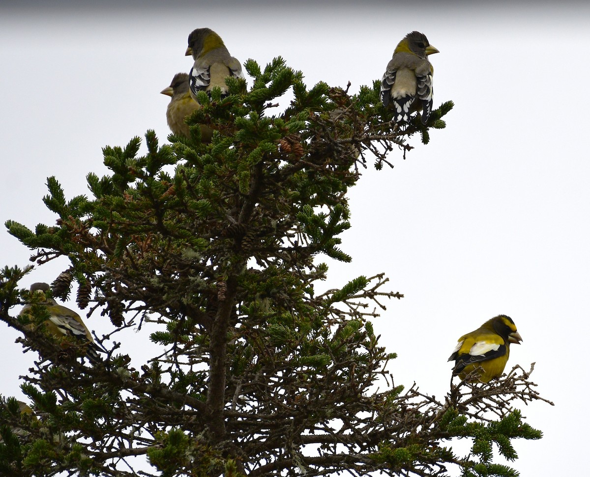 Evening Grosbeak - ML645035404