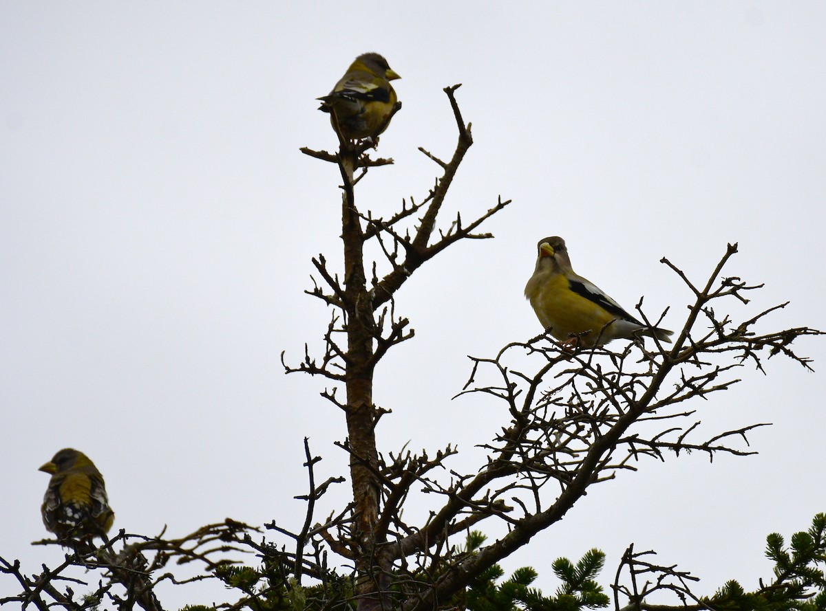 Evening Grosbeak - ML645035405