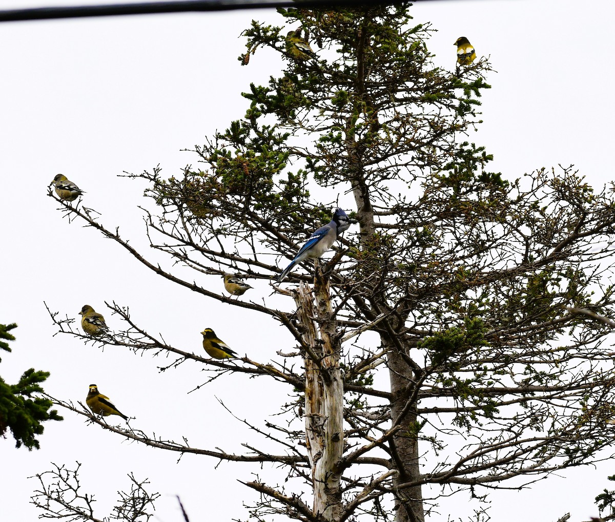 Evening Grosbeak - ML645035406
