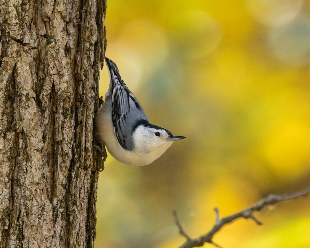 White-breasted Nuthatch - ML645035415