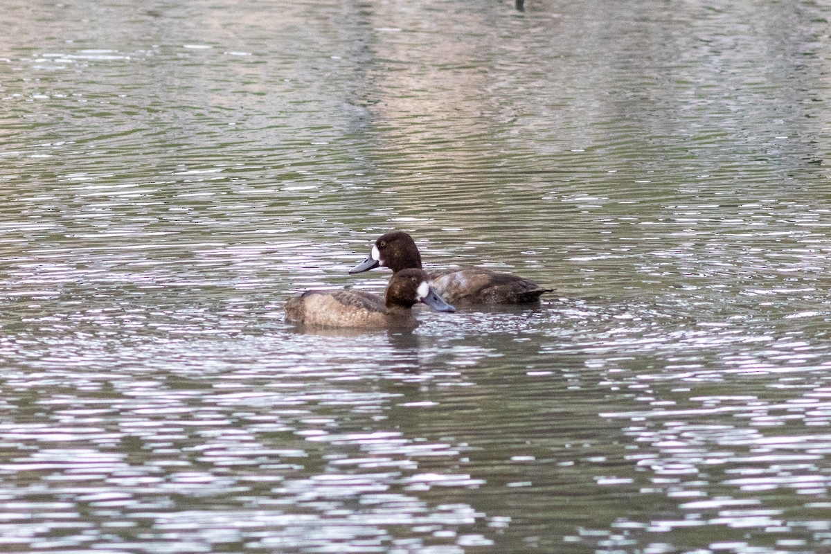 Greater Scaup - ML645035425
