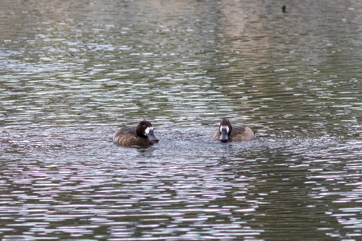 Greater Scaup - ML645035426