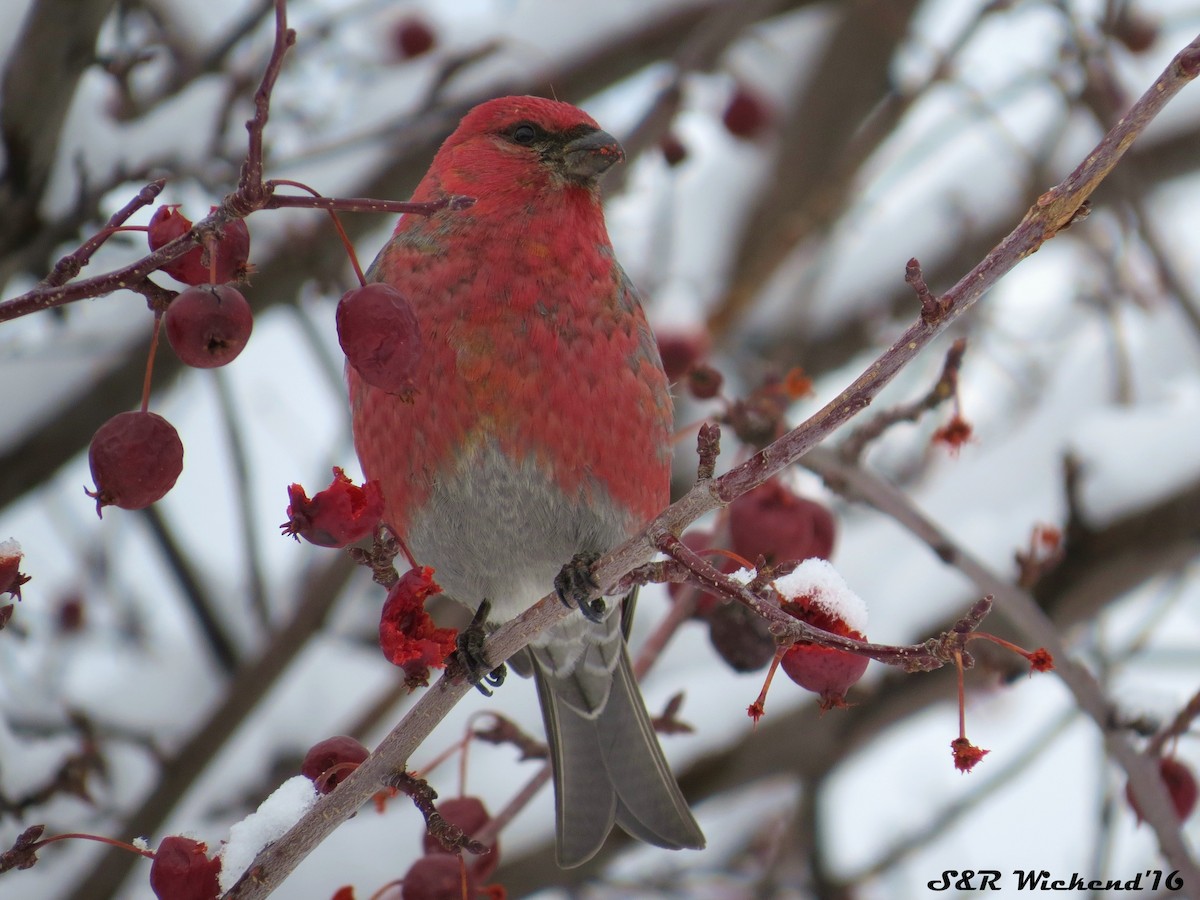 Pinu-gailupa - ML645035429