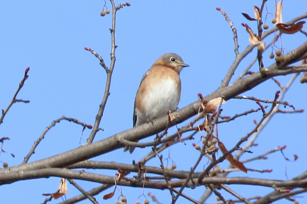 Azulejo Oriental - ML645035430
