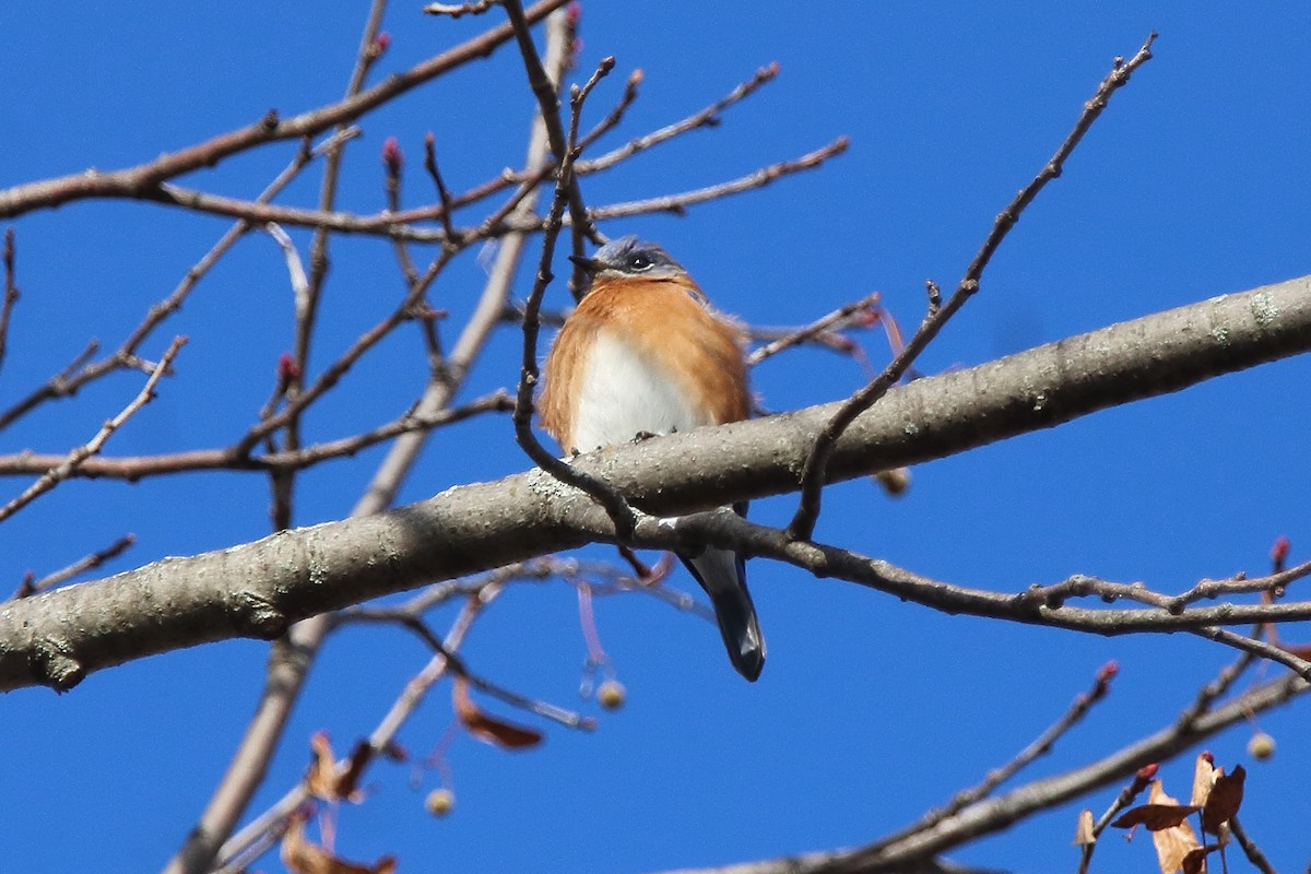 Azulejo Oriental - ML645035431