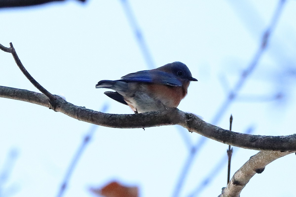 Azulejo Oriental - ML645035433