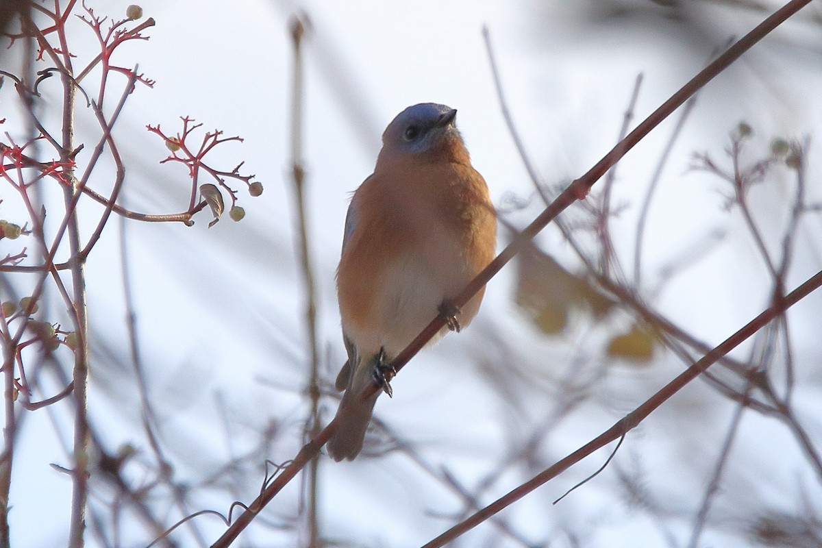 Azulejo Oriental - ML645035434