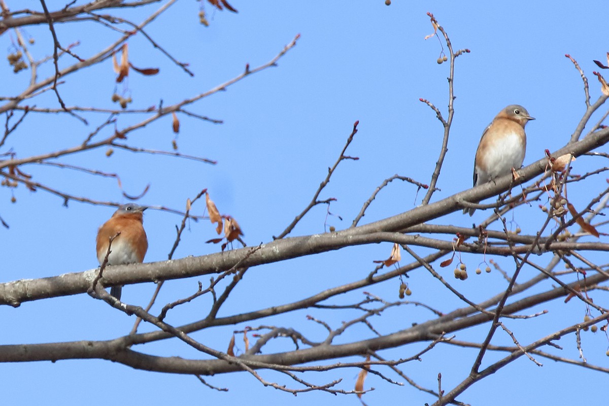 Azulejo Oriental - ML645035435