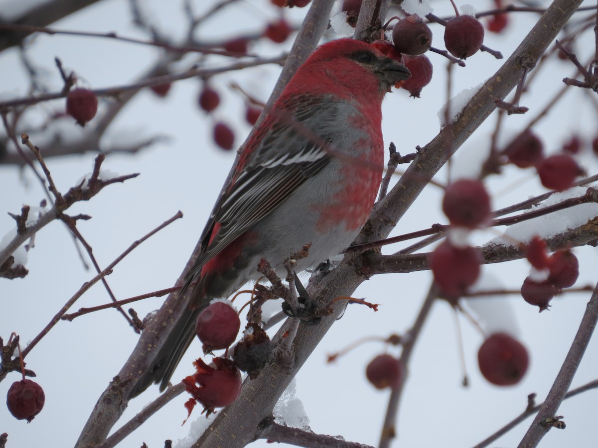 Pinu-gailupa - ML645035436