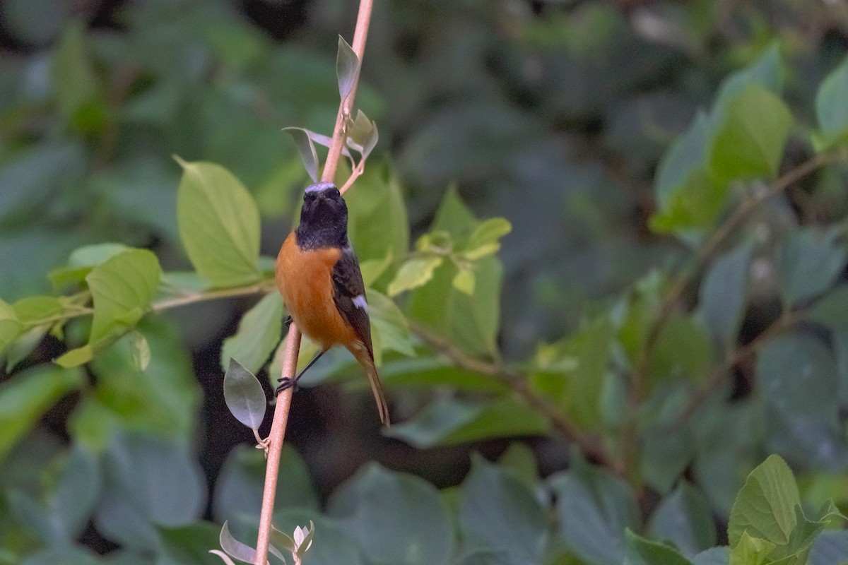 חכלילית סיבירית - ML645035455
