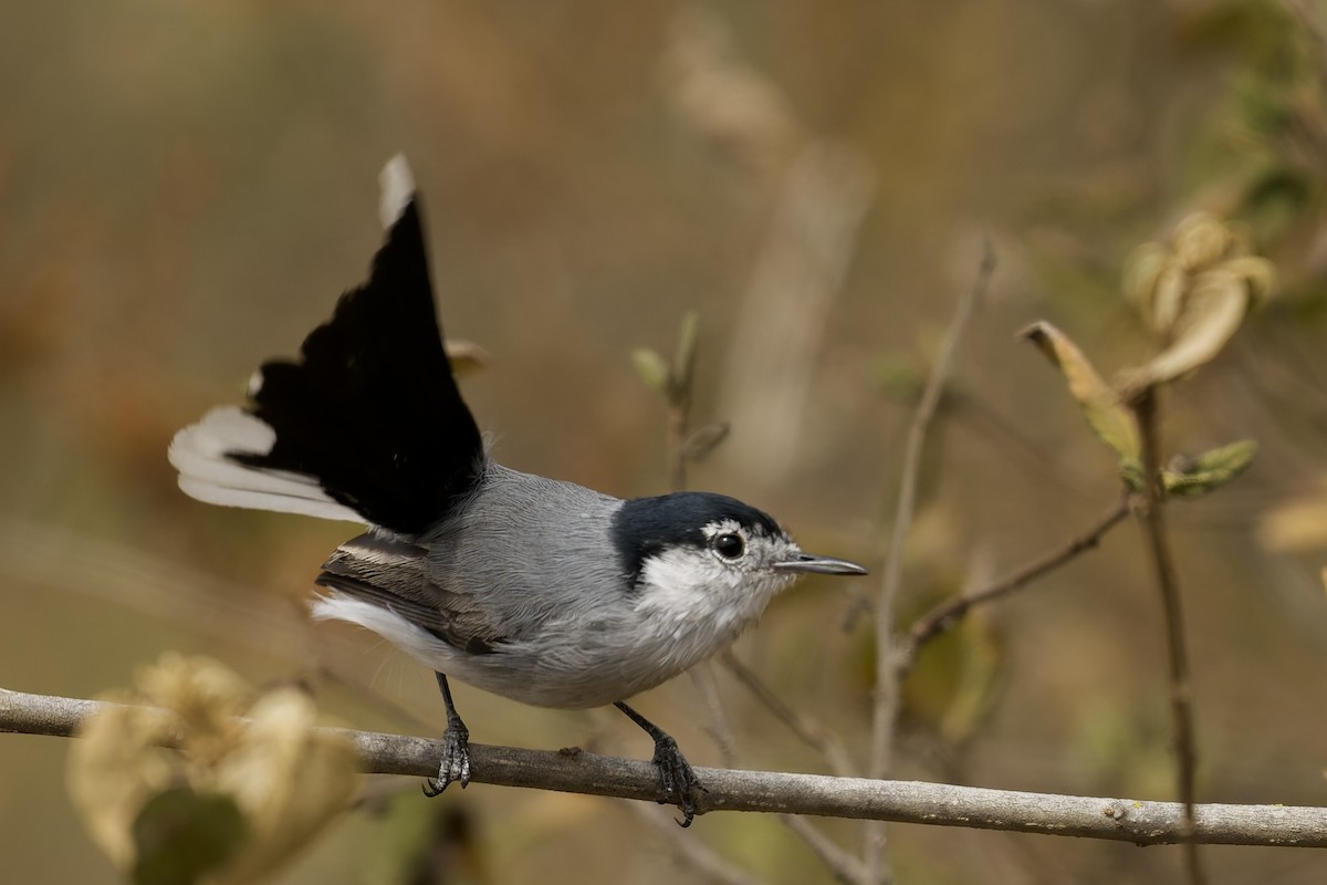 White-browed Gnatcatcher - ML645035457