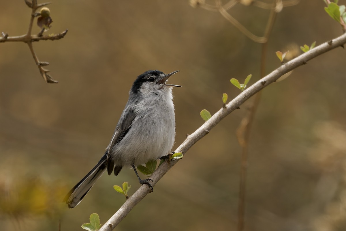 White-browed Gnatcatcher - ML645035458