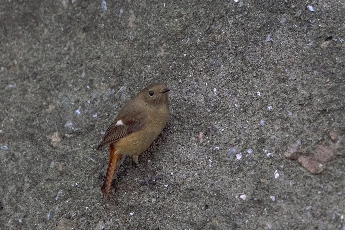 חכלילית סיבירית - ML645035459