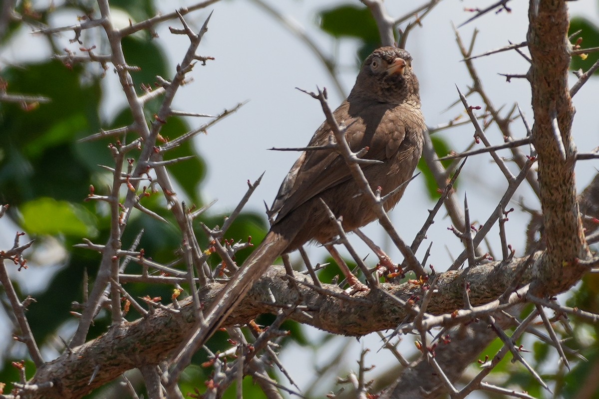 Scaly Chatterer - ML645035461