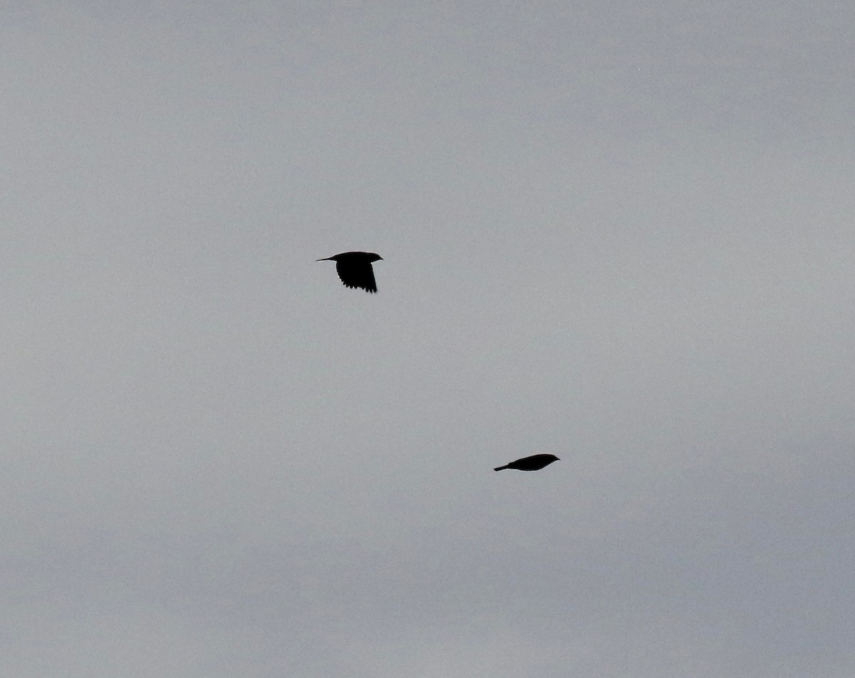 ictéridé sp. - ML645035469