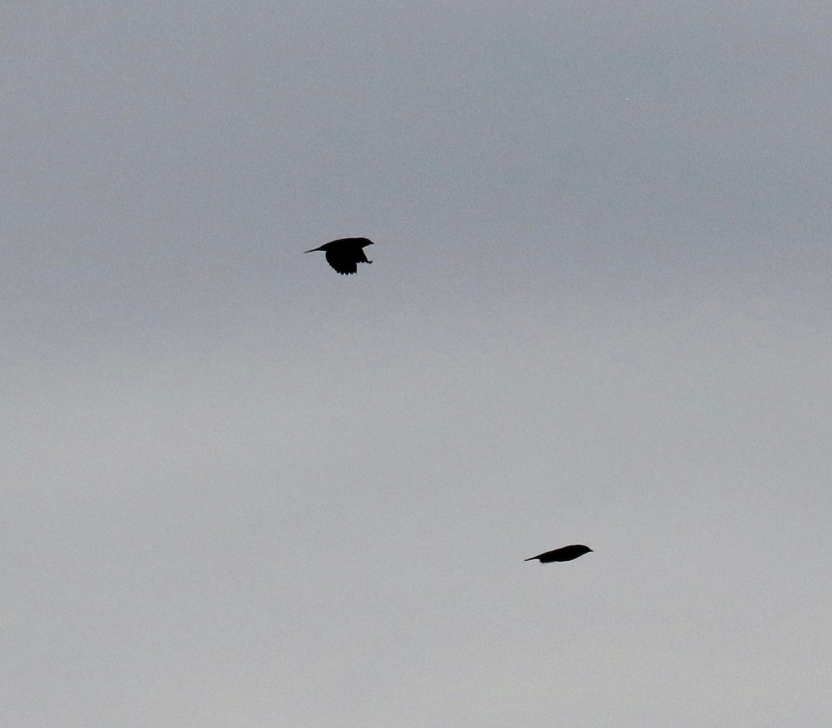 ictéridé sp. - ML645035470