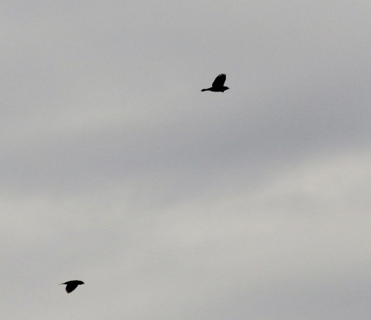 ictéridé sp. - ML645035471