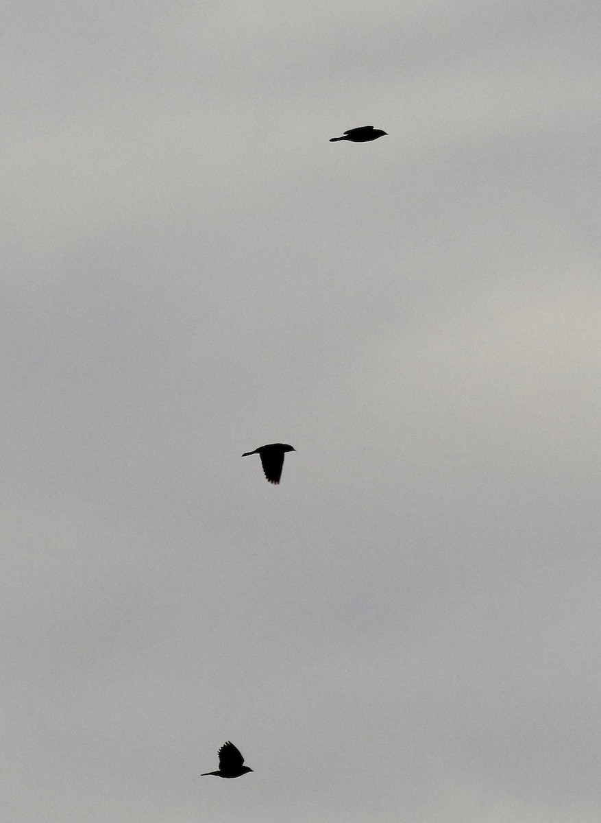 ictéridé sp. - ML645035472