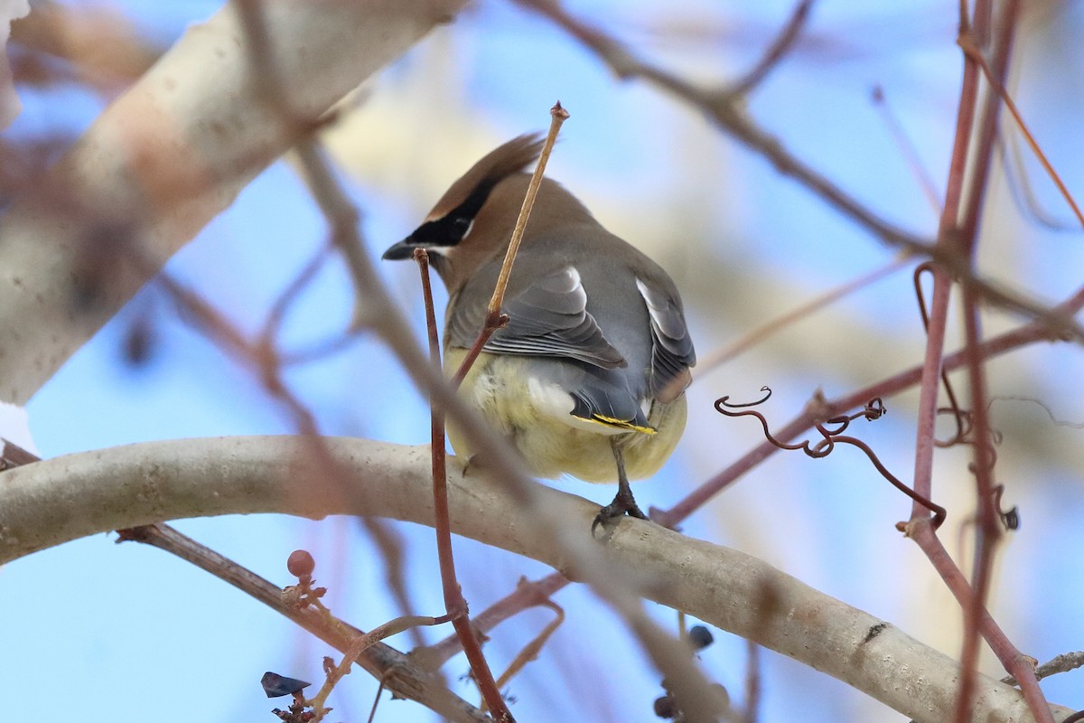 Sedir İpekkuyruğu - ML645035478