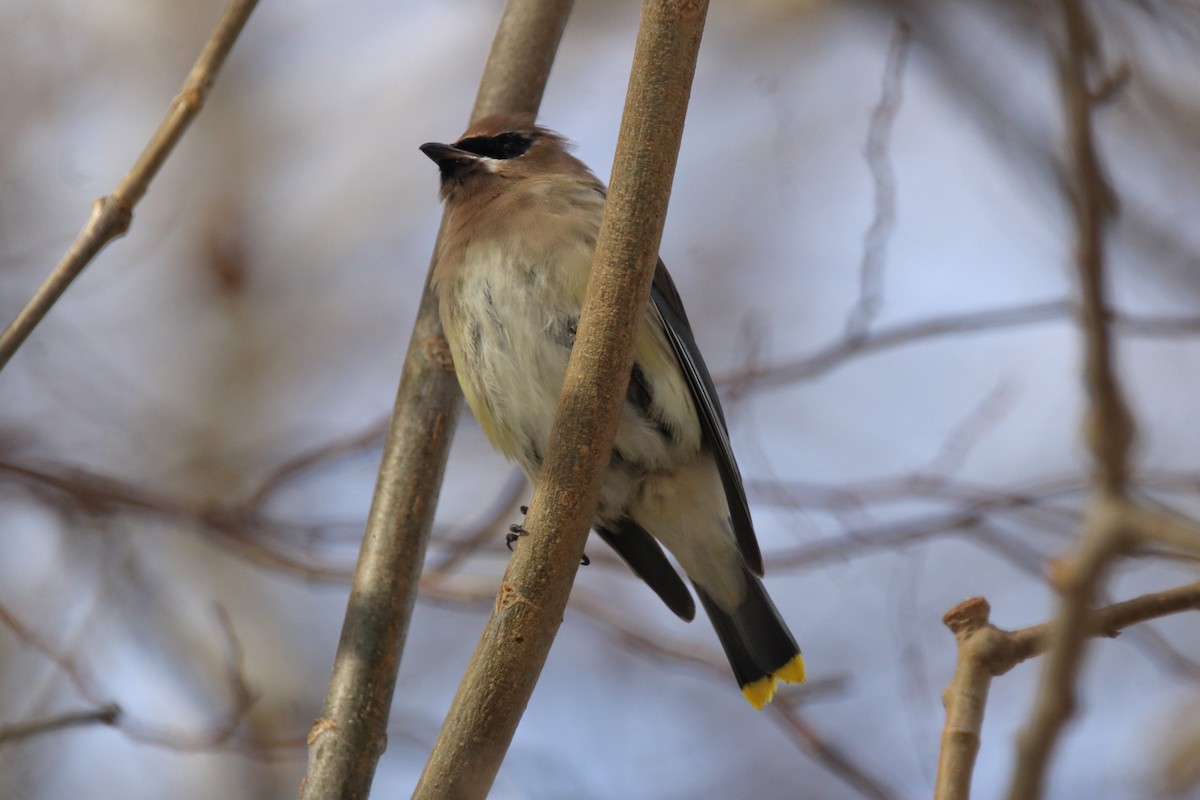 Sedir İpekkuyruğu - ML645035479