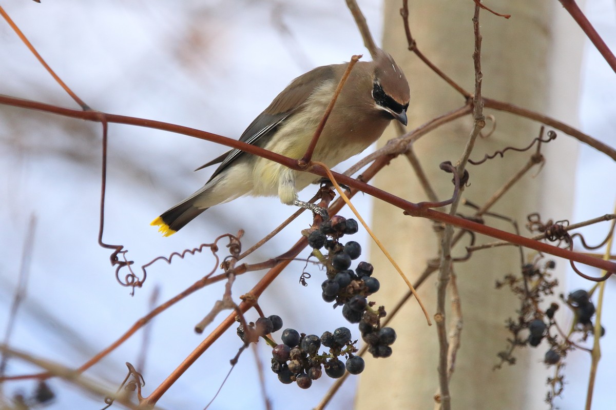Sedir İpekkuyruğu - ML645035481