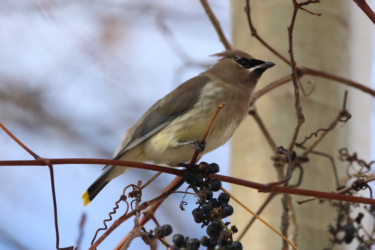 Sedir İpekkuyruğu - ML645035482