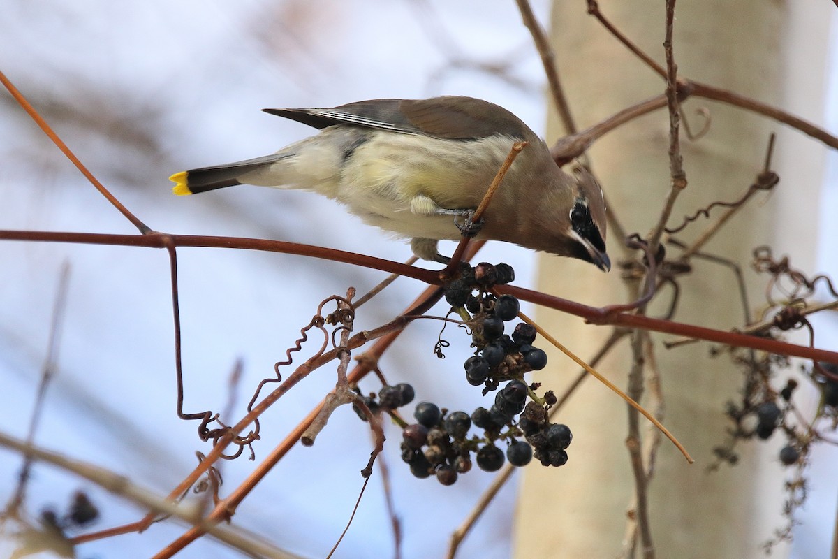 Sedir İpekkuyruğu - ML645035483
